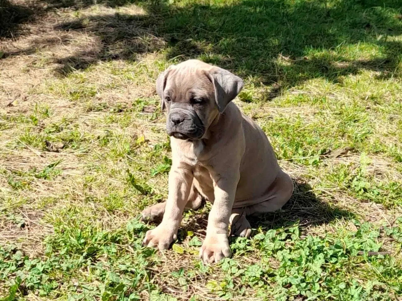 Billede 11 - Cane corso hvalpe