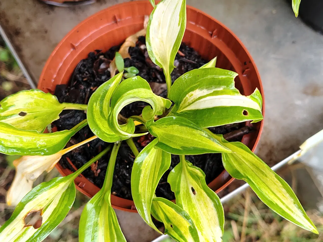 Billede 6 - Hosta i potte 