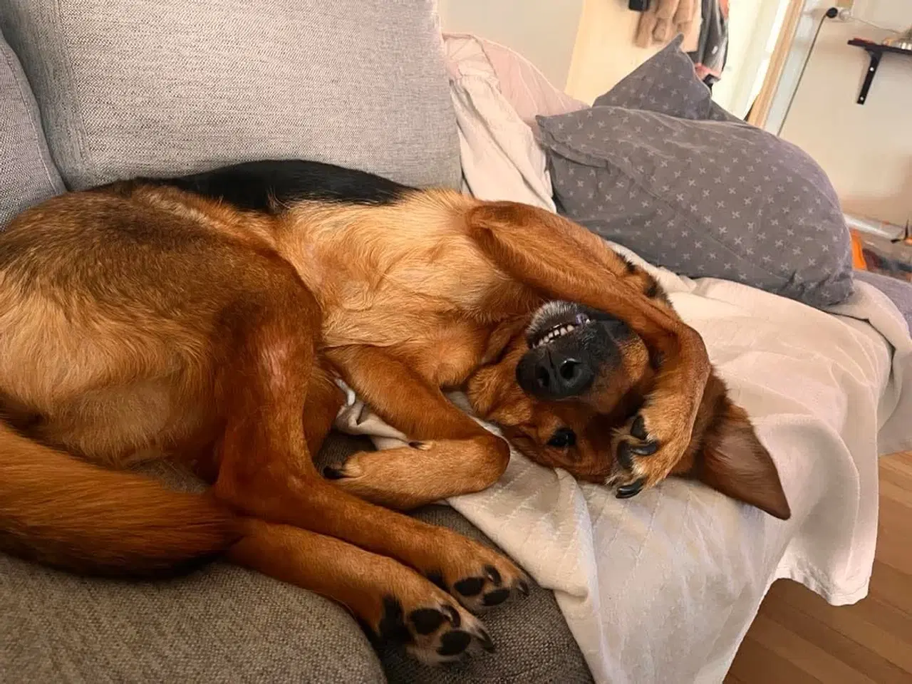 Billede 5 - Sødeste Nico-pigen leder efter ny familie 🩷