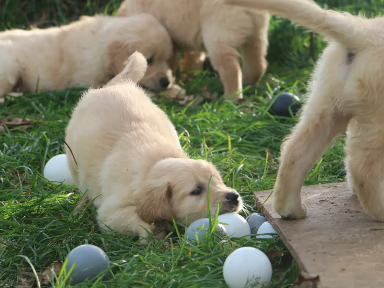 Billede 16 - Verdens smukkeste Golden Retriever er nu til salg!