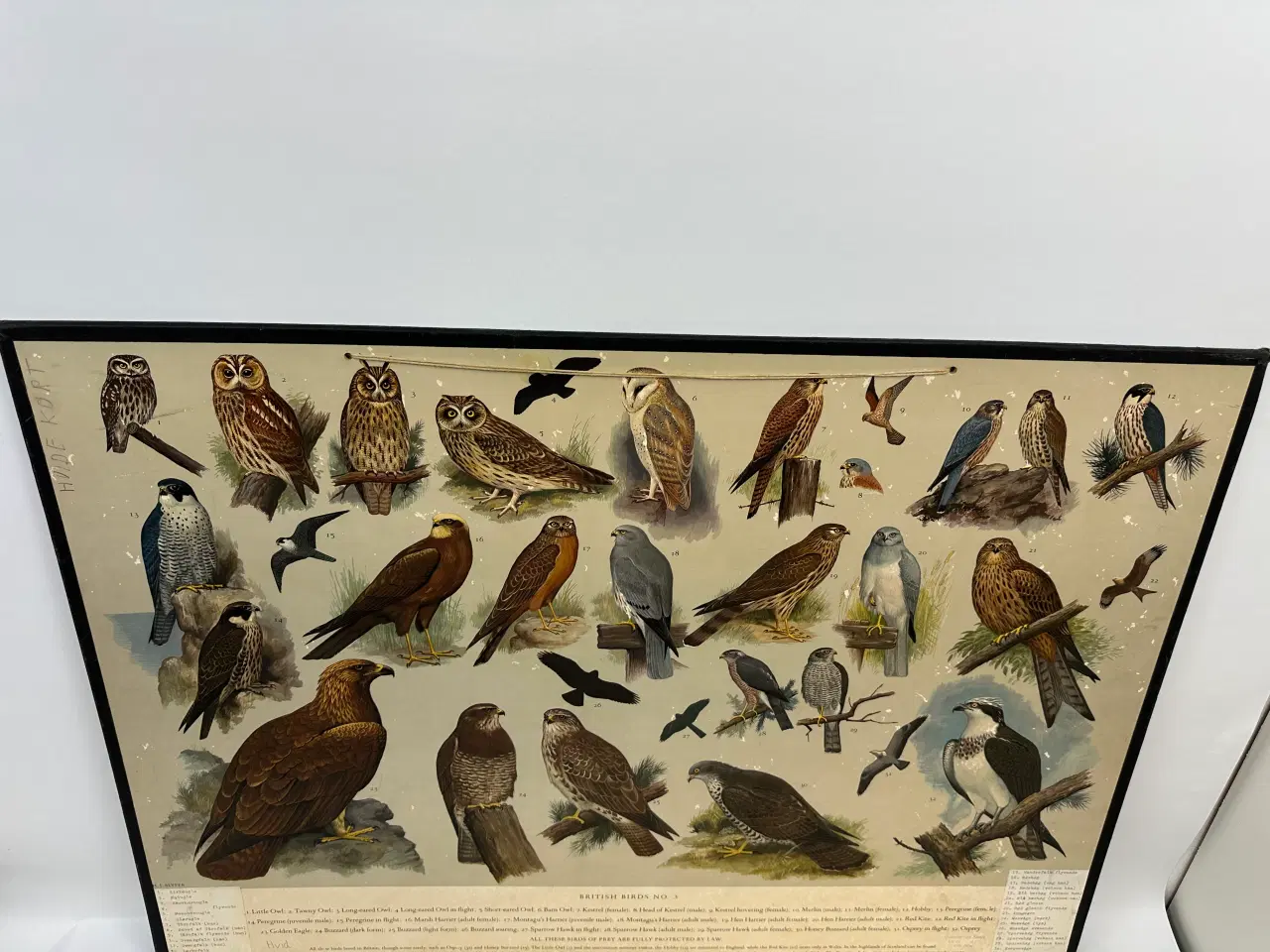 Billede 7 - Vintage skoleplanche (Ugler og rovfugle)