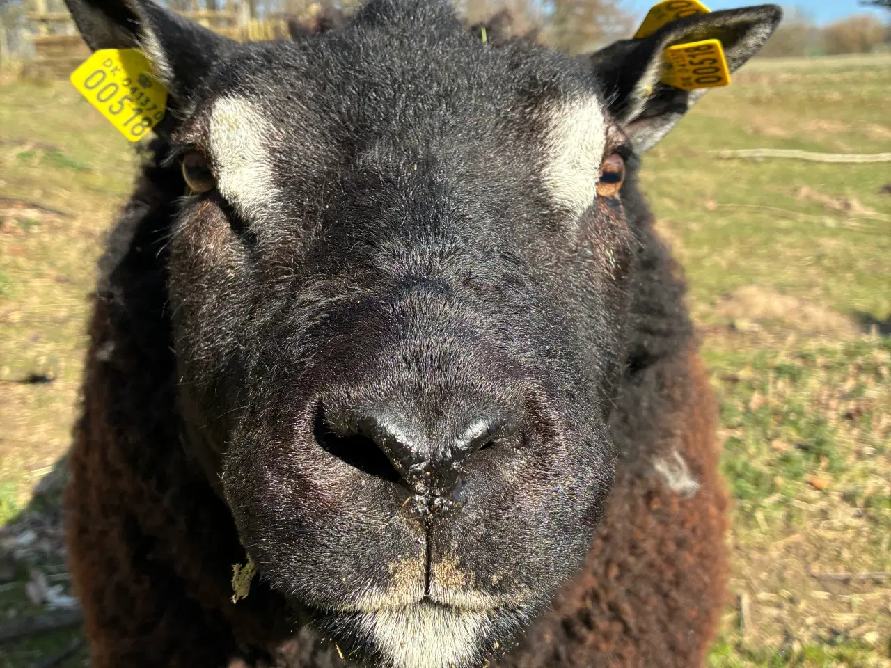 Billede 1 - Flot Texelvædder 