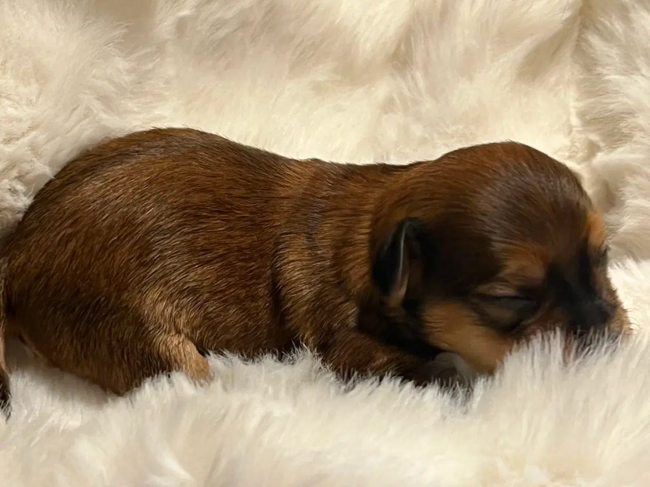 Billede 10 - ❣️Sødeste Bichon Havanais ❣️