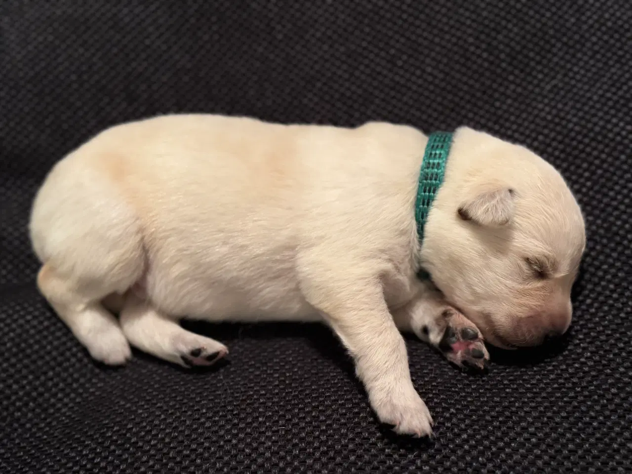 Billede 7 - Lækker hvide hvalpe 