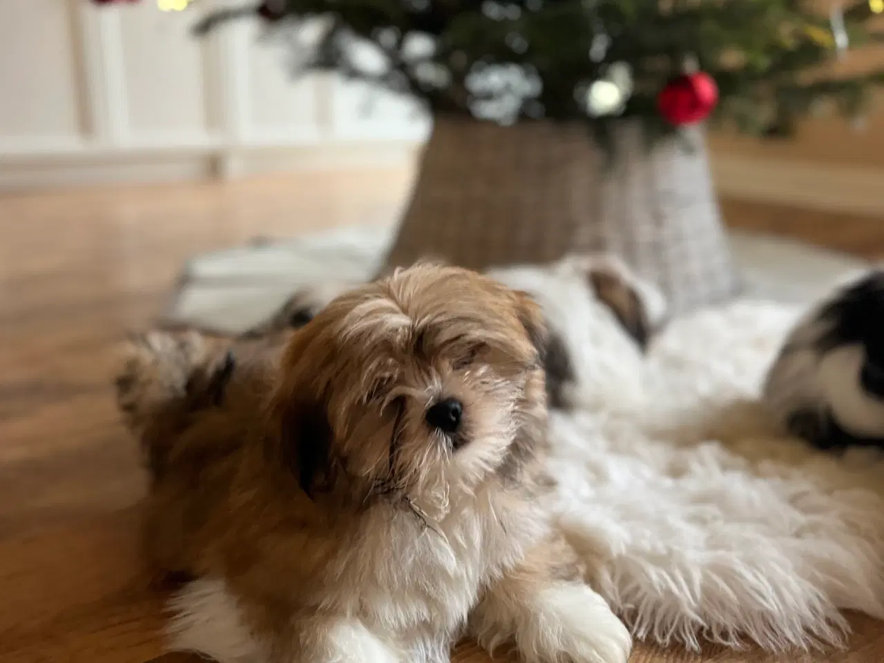 Billede 7 - Lhasa Apso hvalpe 