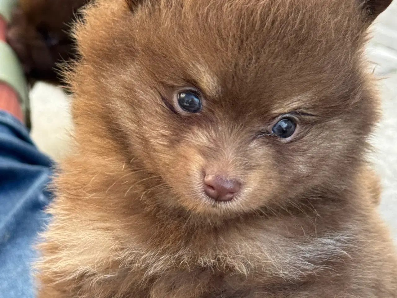 Billede 11 - Pomerania hvalpe 1 pige tilbage