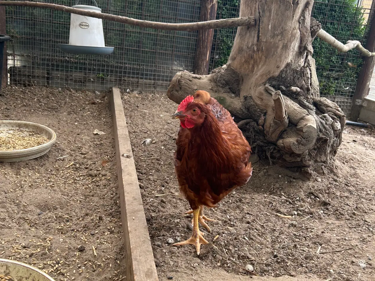 Billede 3 - Rhode Island Red