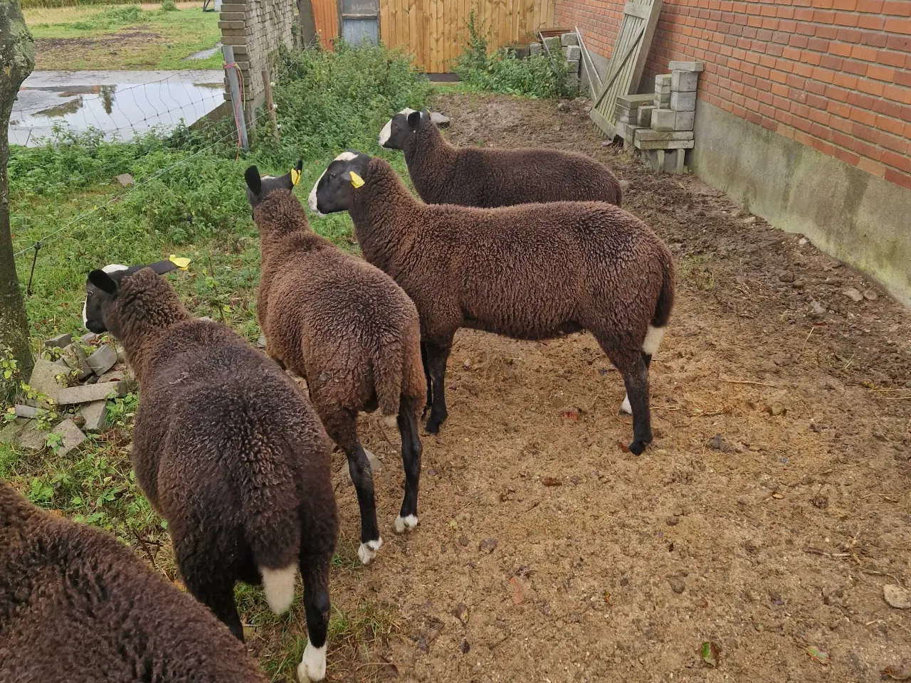 Billede 2 - Zwartsbles gimmer og vædderlam sælges M 3