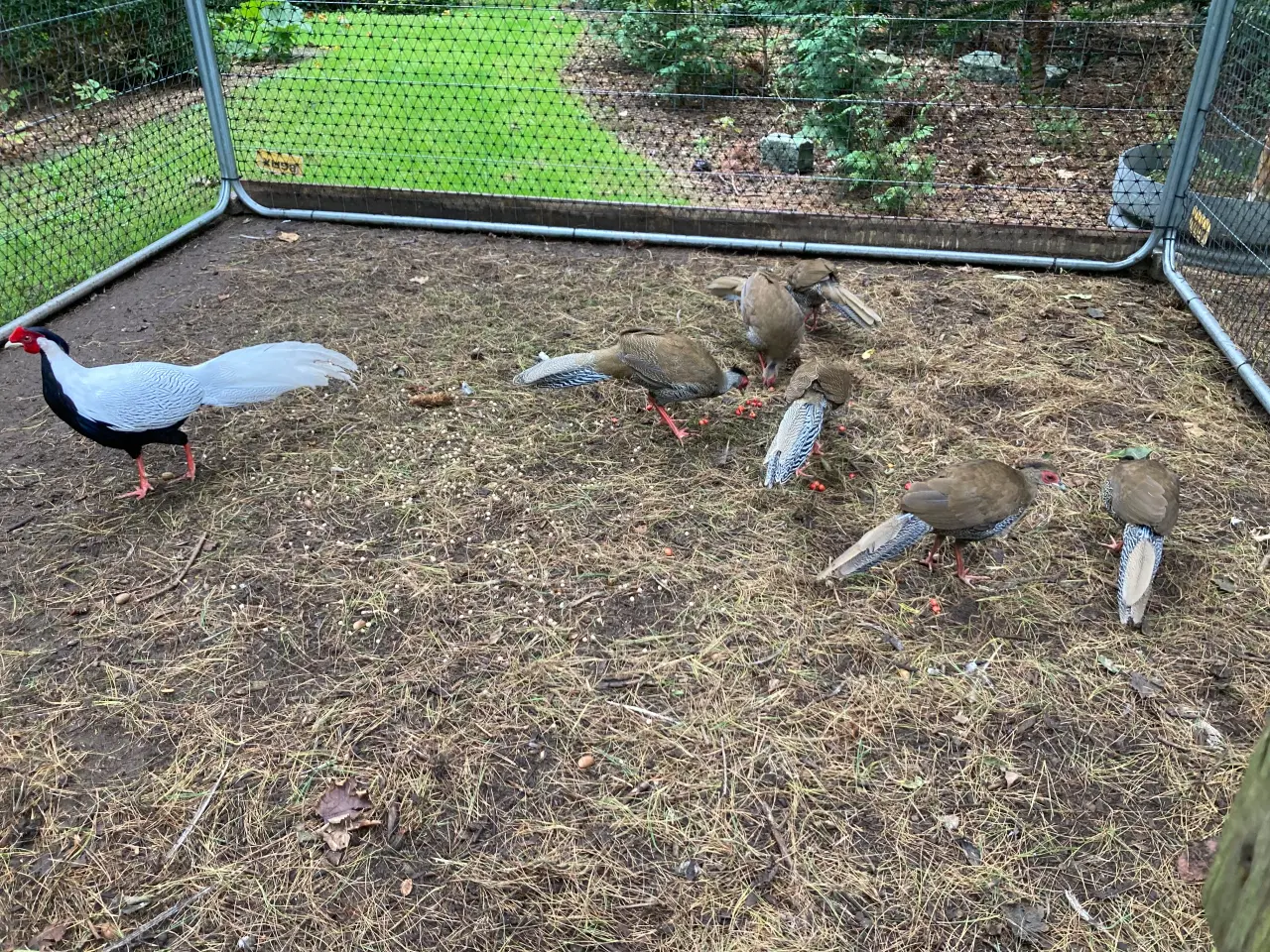 Billede 4 - Fine sølvfasaner naturudruget