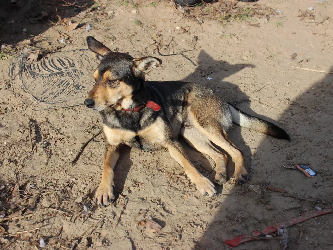 Billede 5 - Sibba og Kevin søger hjem sammen 🩷