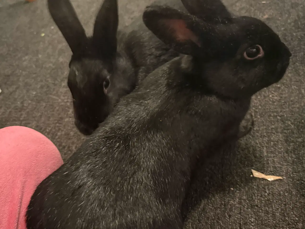 Billede 1 - Kanin