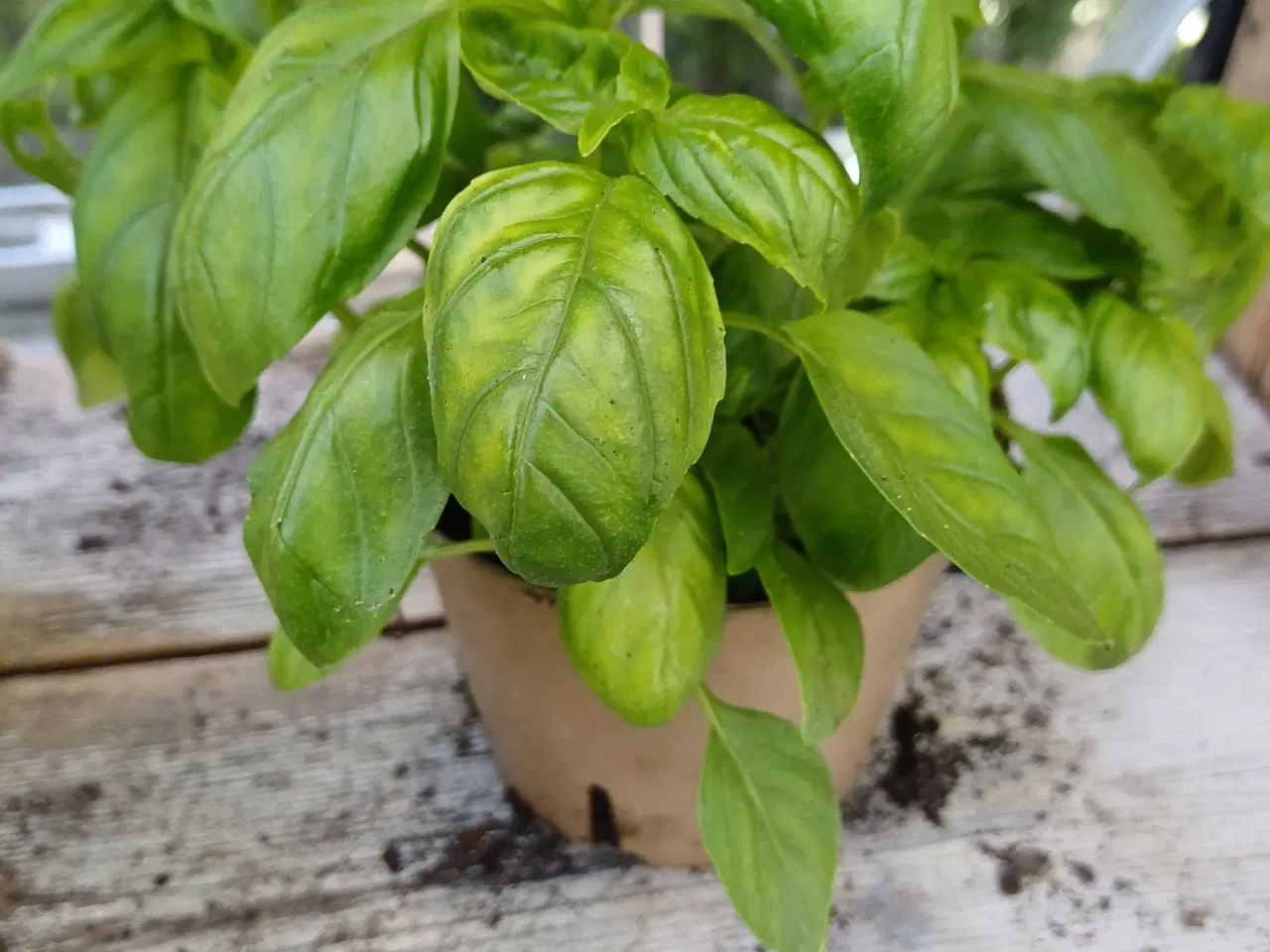 Billede 4 - Tomatplanter til terrasse/altan og friland mm.