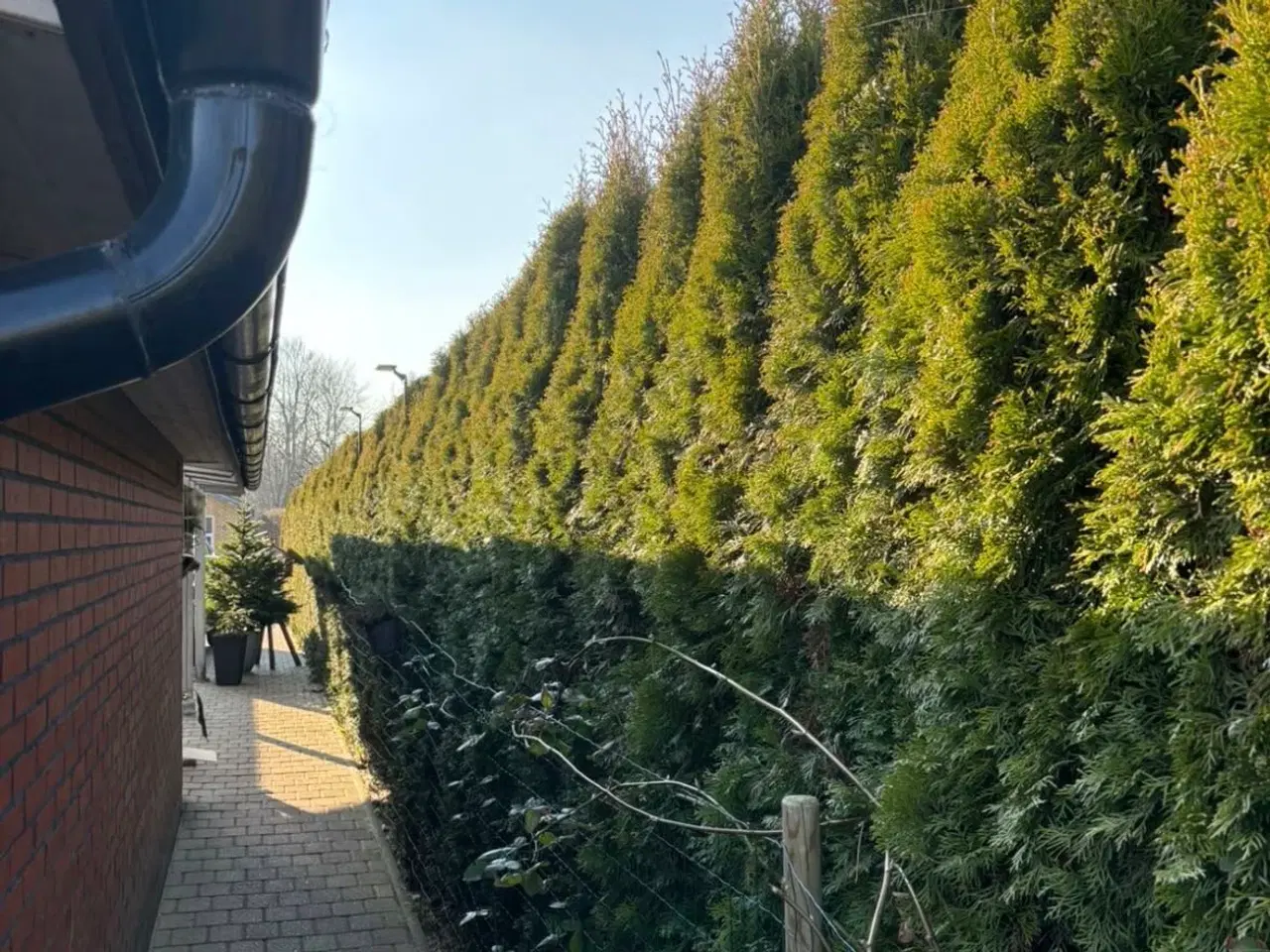 Billede 4 - thuja plante hæk (Smaragd)