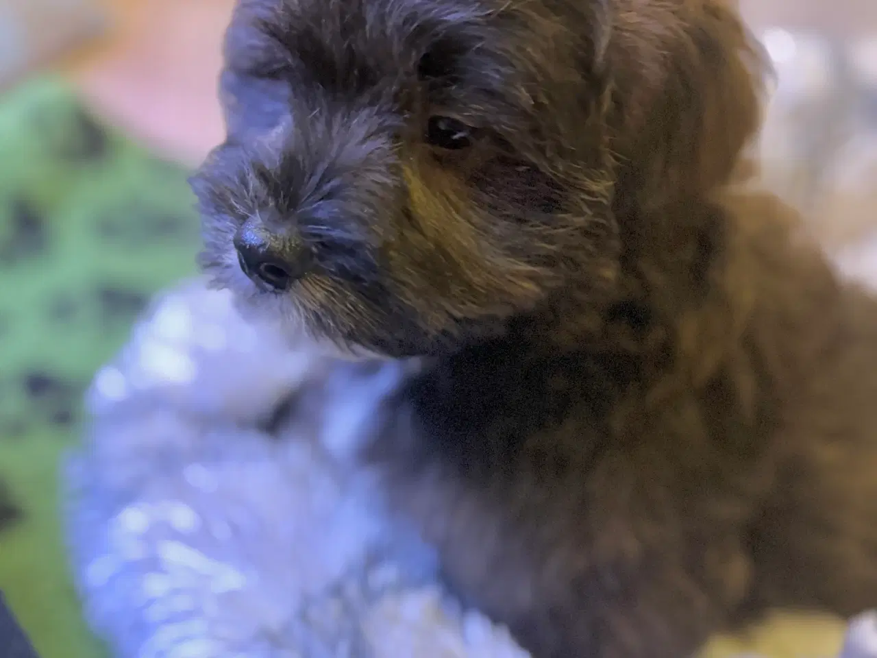 Billede 8 - Cavapoo Far/  Shih tzu-mor/ 