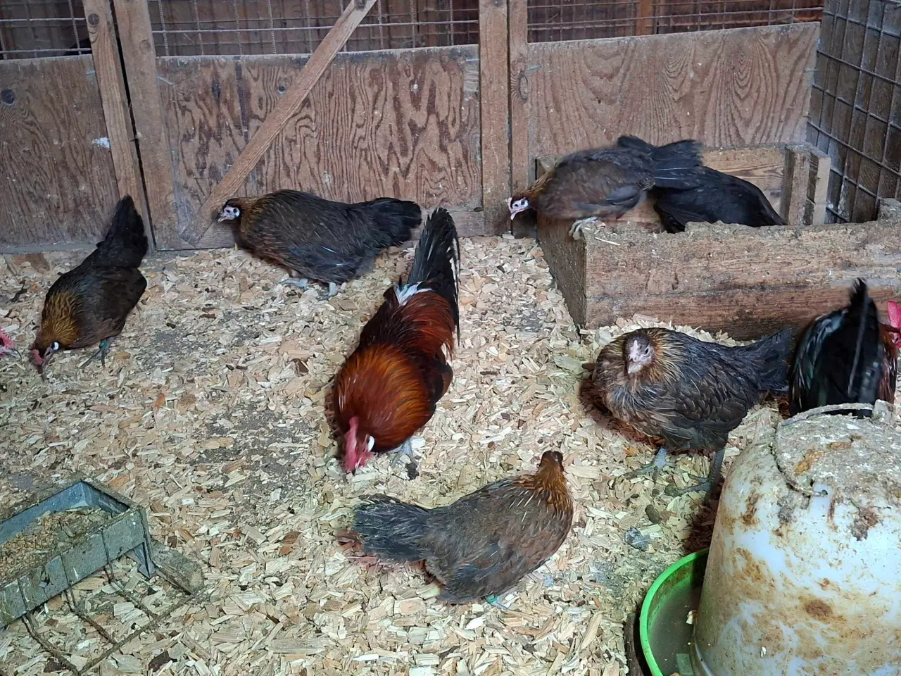 Billede 3 - Dværghøns