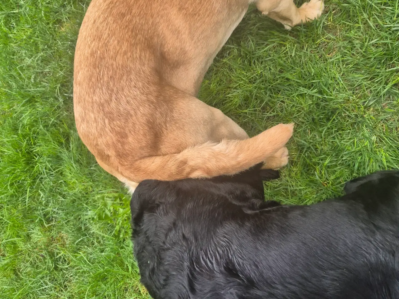 Billede 5 - Labrador