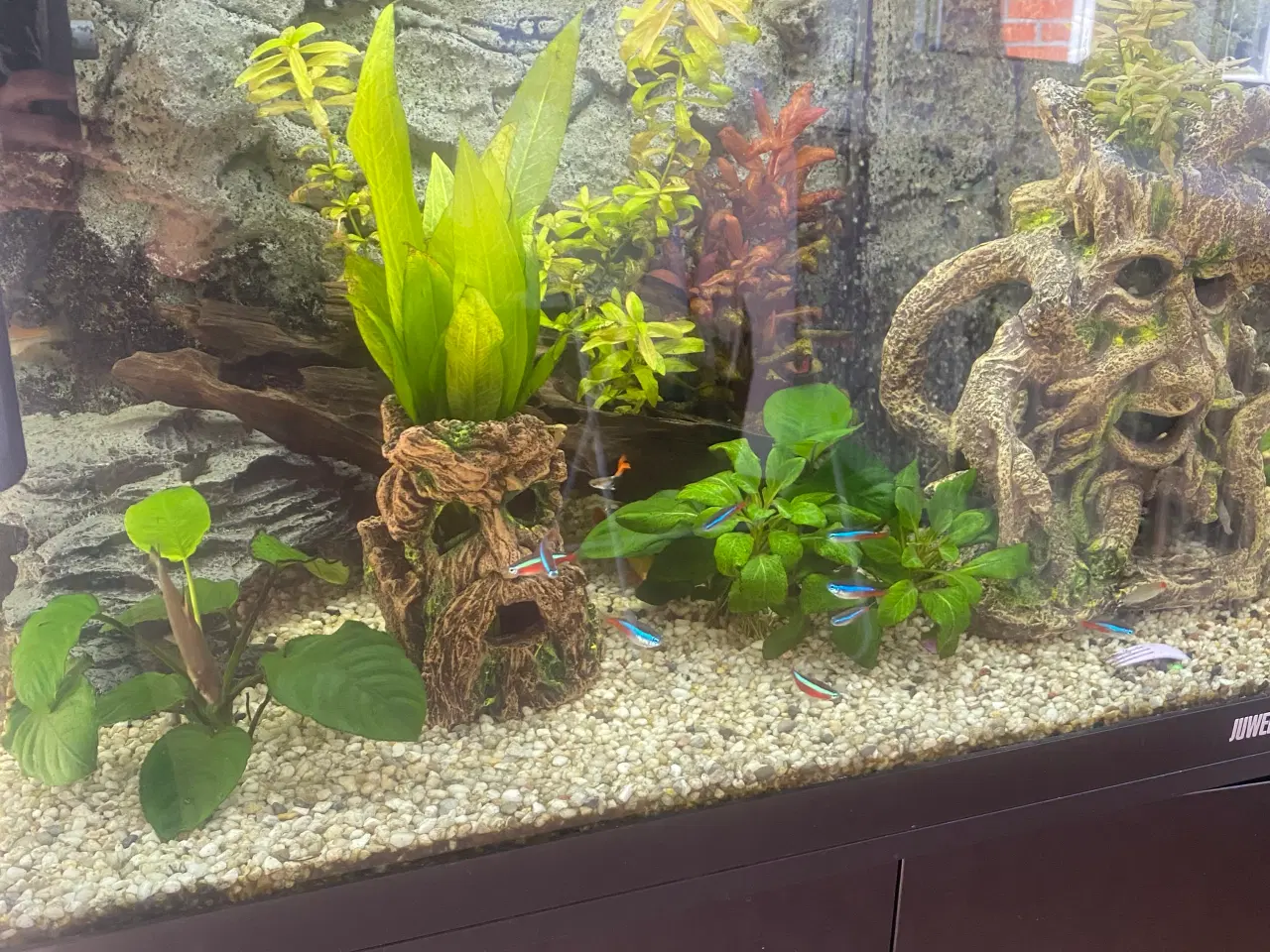 Billede 4 - Juwel akvarie