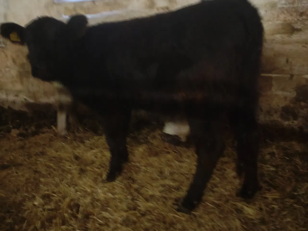 Billede 4 - galloway