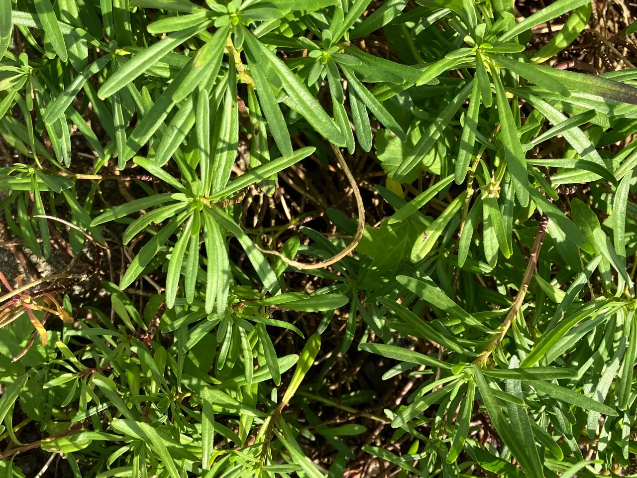 Billede 5 - Div planter og busk