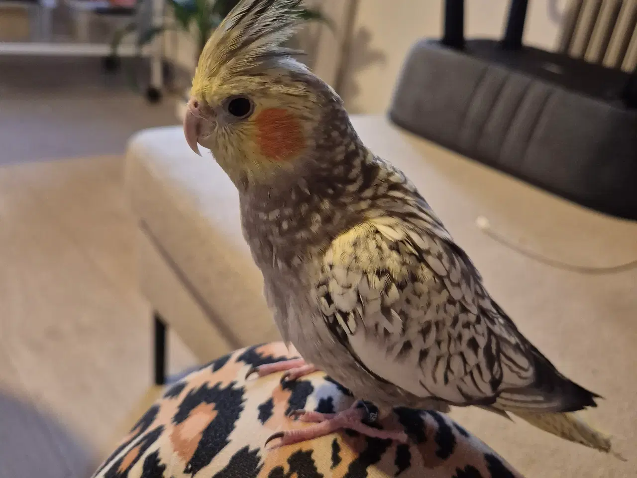 Billede 5 - Nymfeparakit tam