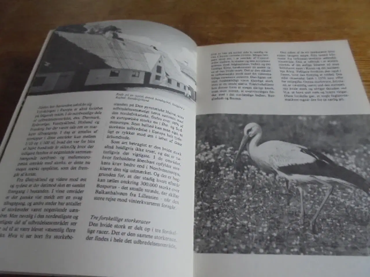 Billede 3 - Storken – se fotos og omtale  