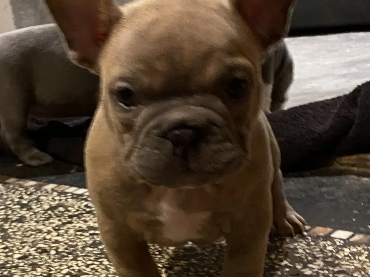 Billede 2 - Mini Bull Hvalp med stamtavle.