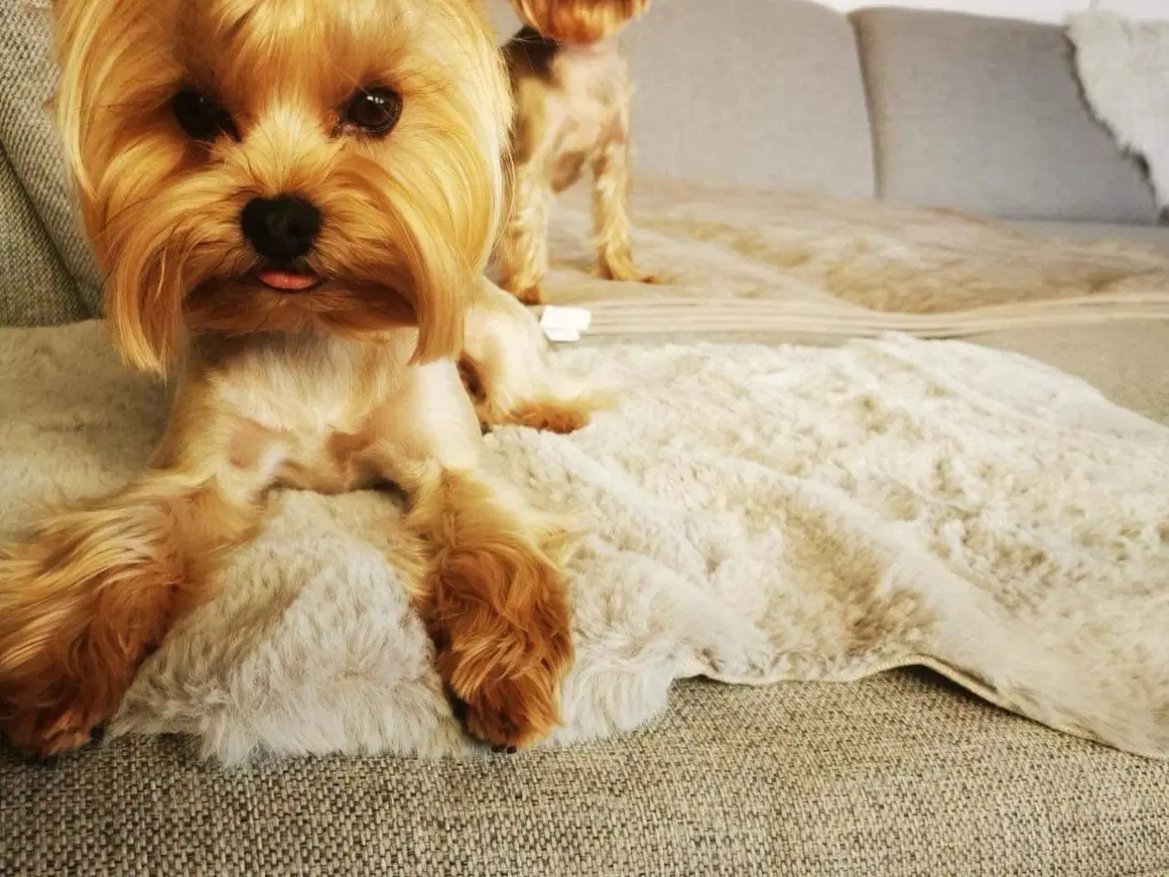 Billede 17 - Skønne Yorkshire Terrier hvalpe til salg!