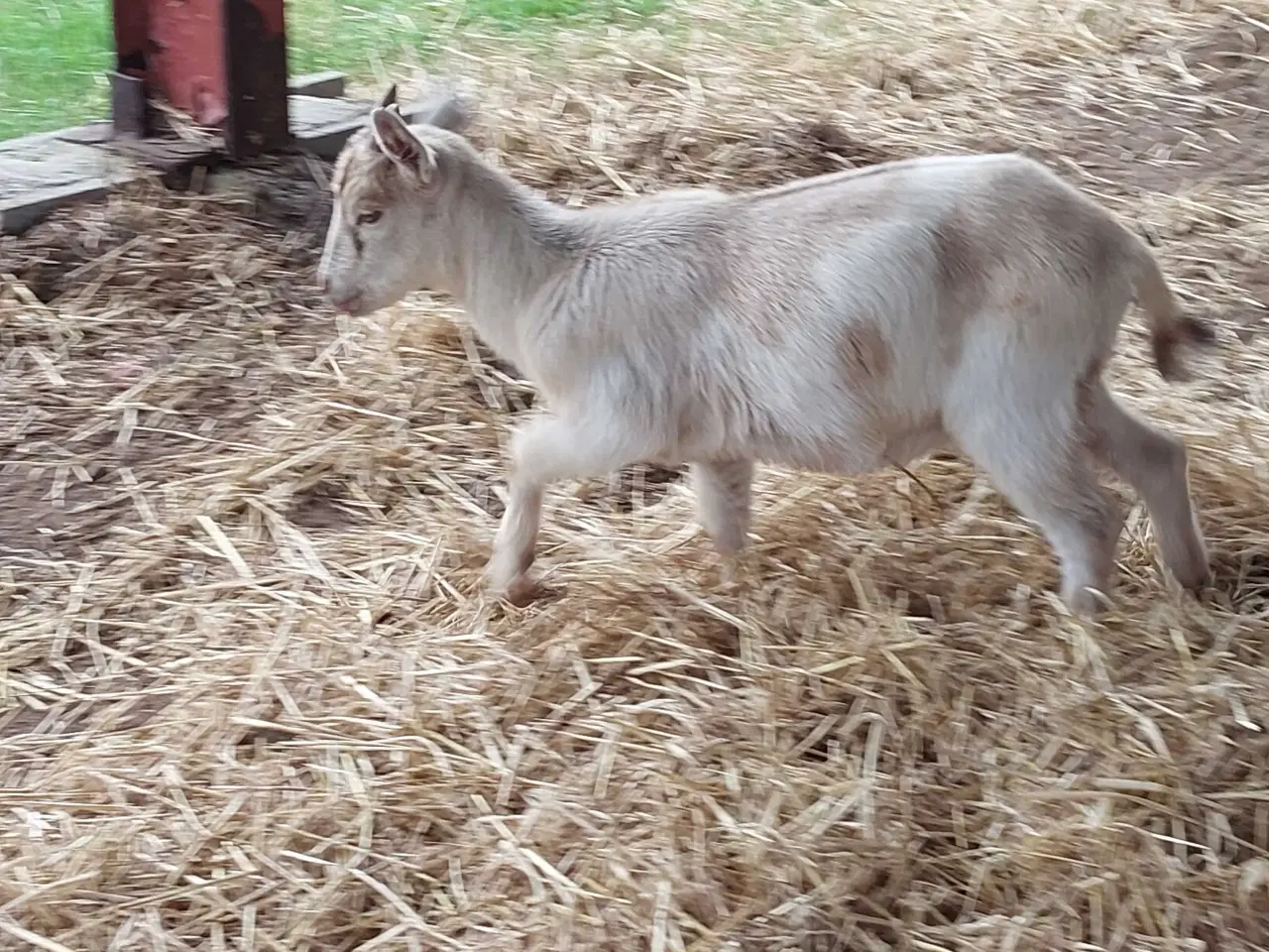 Billede 3 - Gedekid fra marts måned