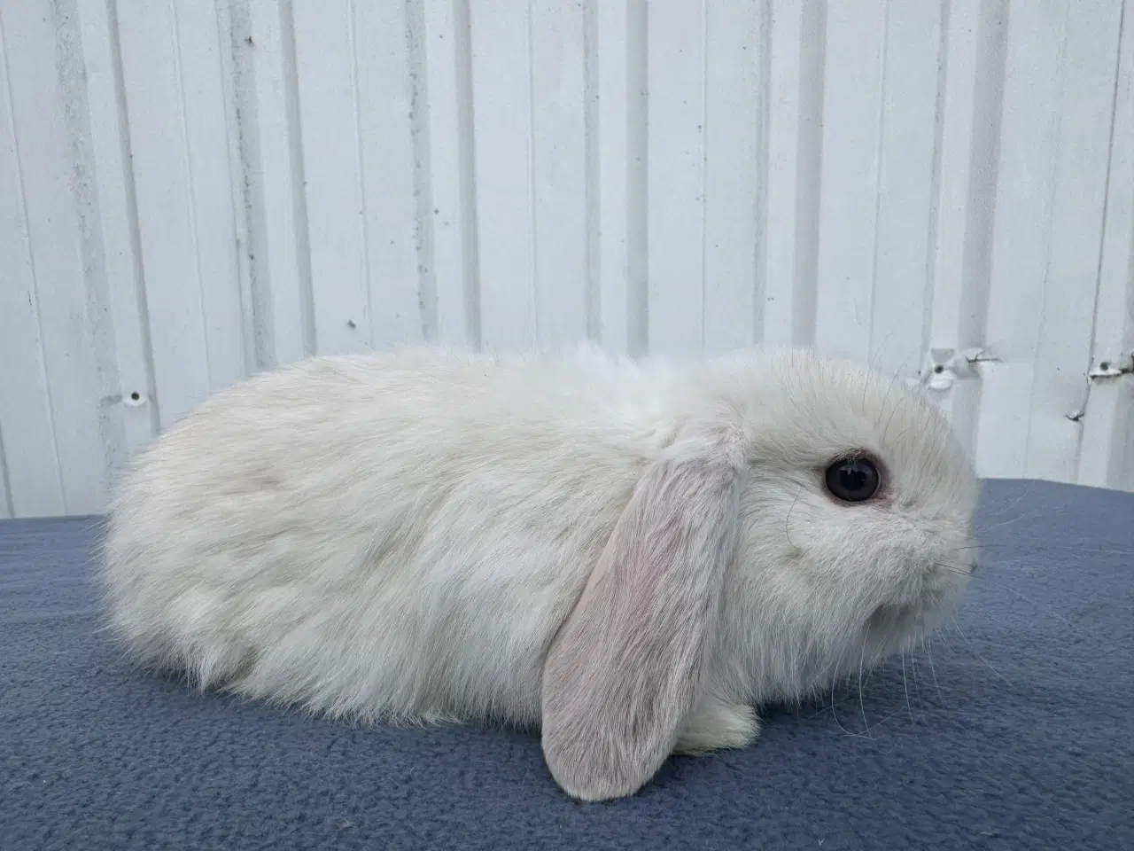 Billede 2 - Mini lop hunkanin
