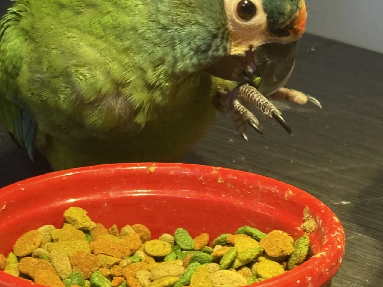 Billede 1 - rødrygget dværgara