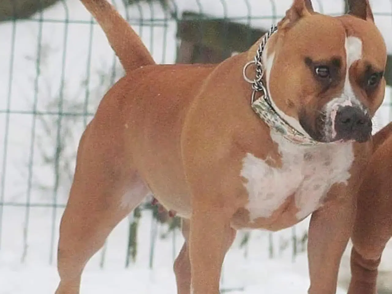 Billede 15 - Dejligeste American Bully hvalpe