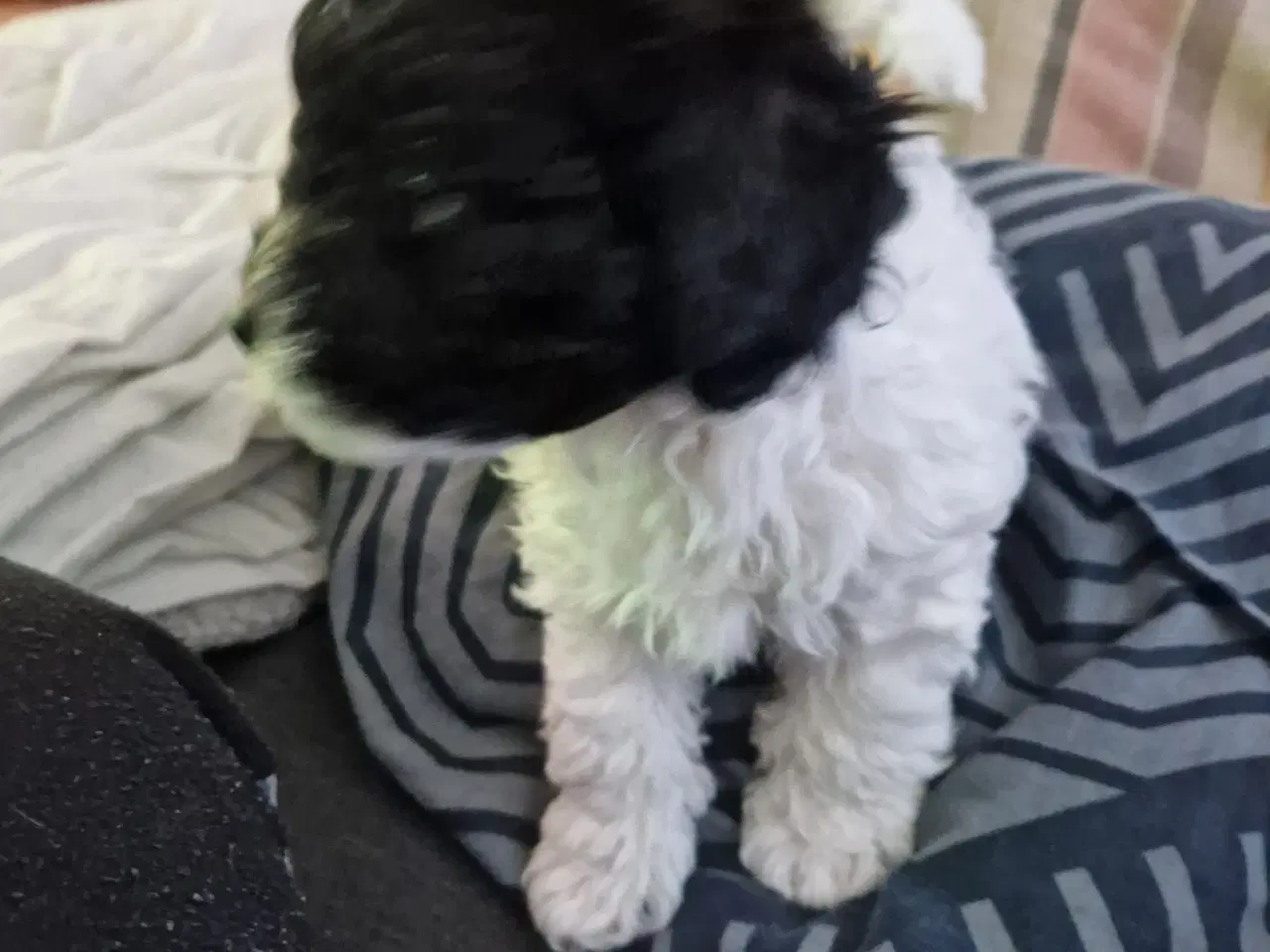 Billede 2 - Er solgt!