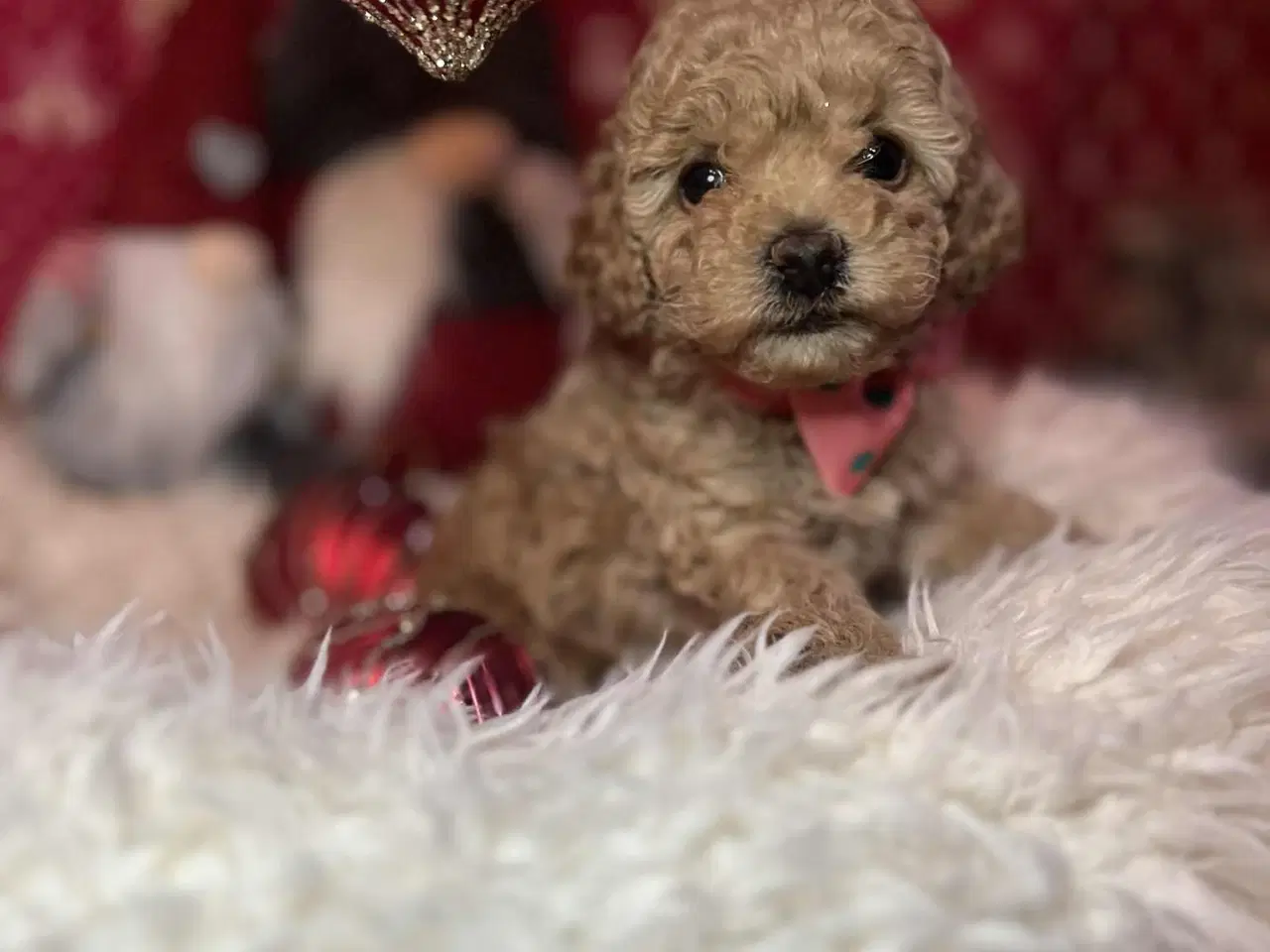 Billede 5 - Toy puddel tæve 