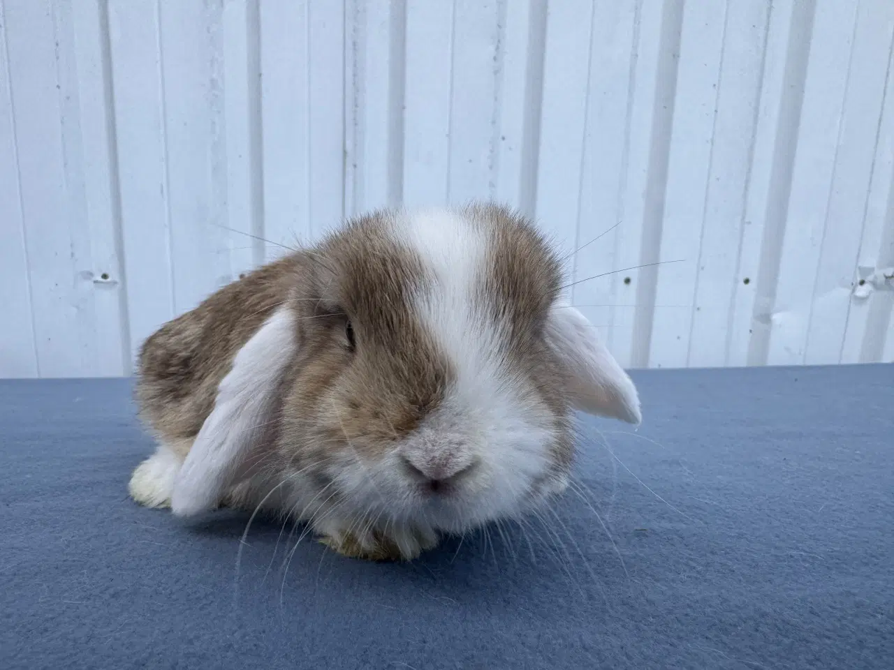 Billede 4 - Mini lop hankanin