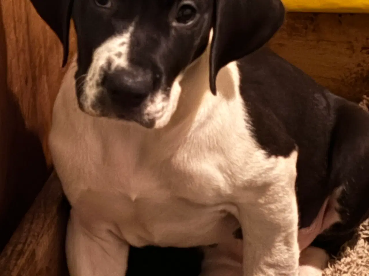 Billede 7 - Grand Danois hvalpe