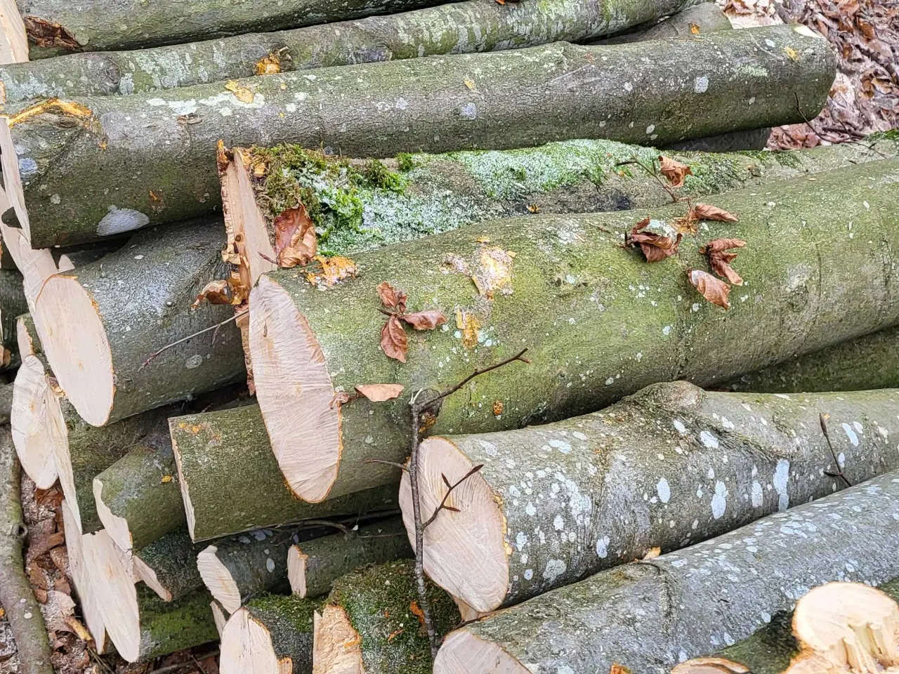 Billede 1 - Brænde - bøg og ahorn 1 meter stykker