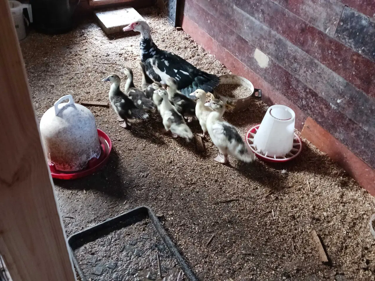 Billede 2 - Moskusællinger 8 stk