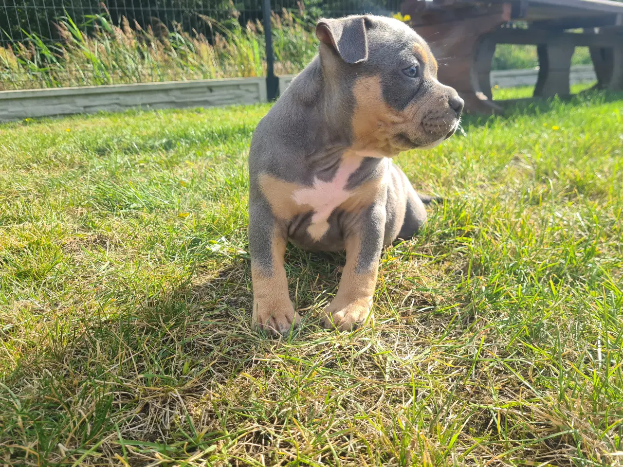 Billede 1 - American Bully Pocket abkc