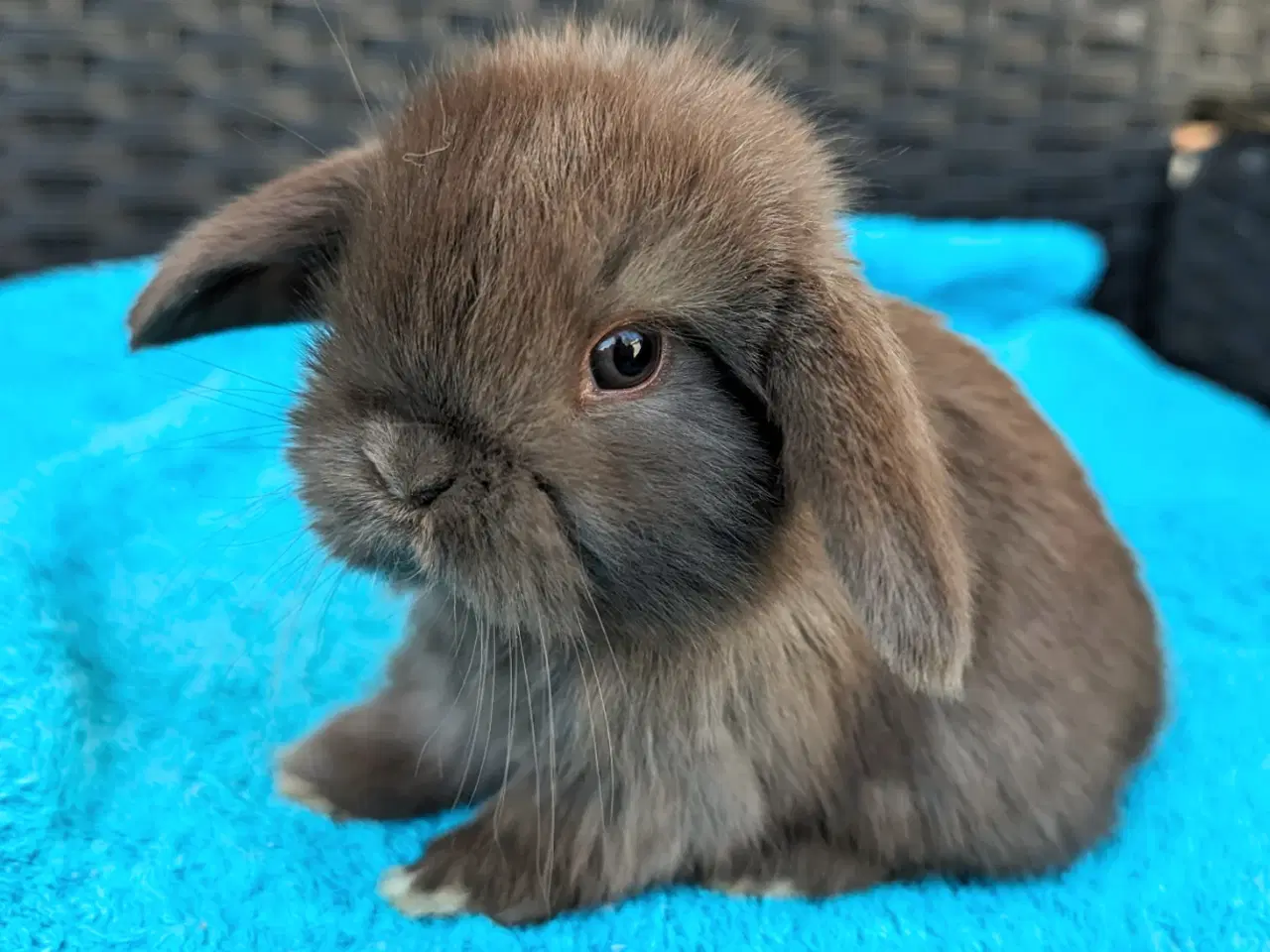 Billede 6 - Minilop kaninunge sælges 