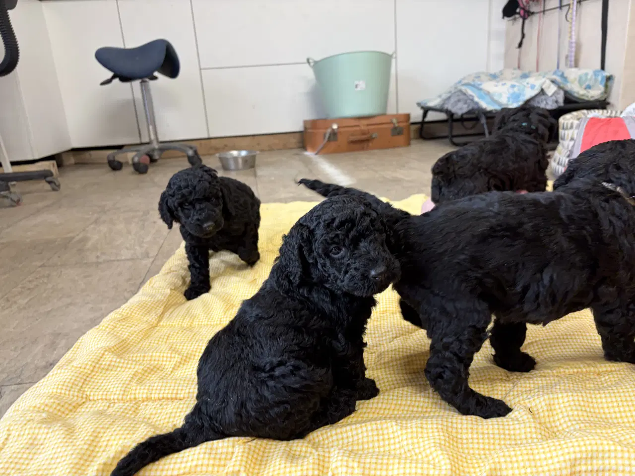 Billede 10 - Ægte mellem/ stor puddel babyer 