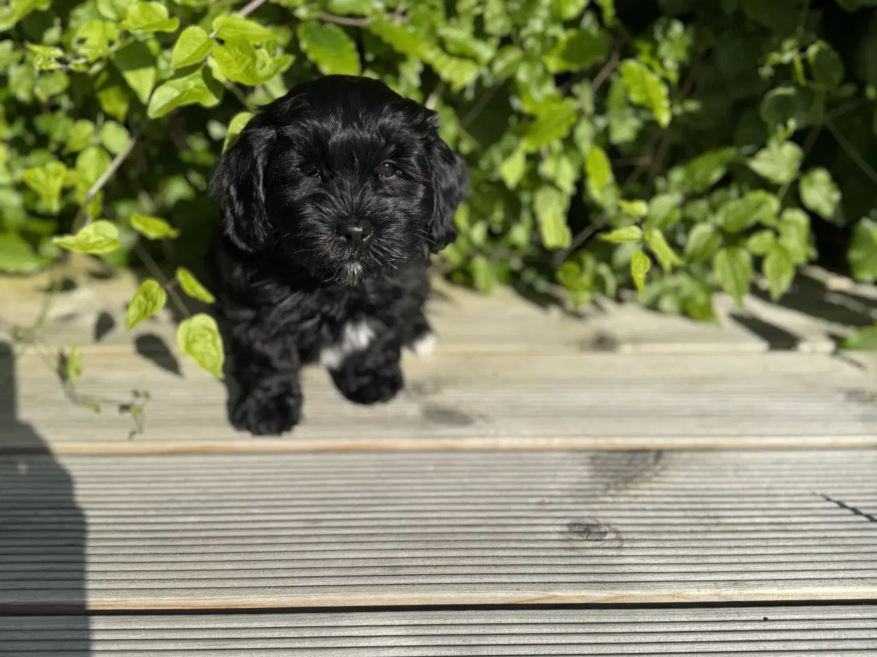 Billede 1 - Bichon Havanaise hvalpe