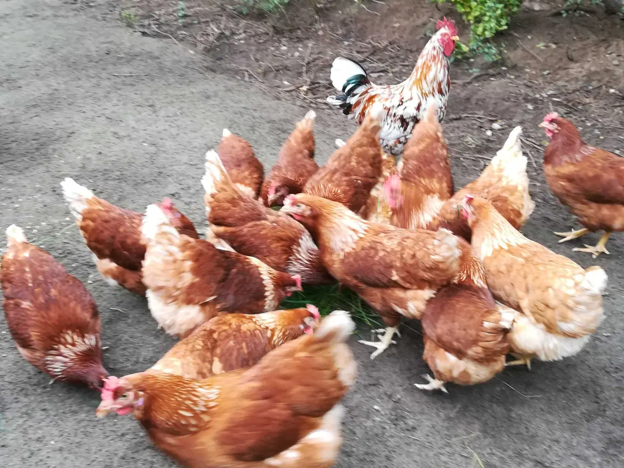 Billede 3 - God ægge lægger røde amerikaner på 20