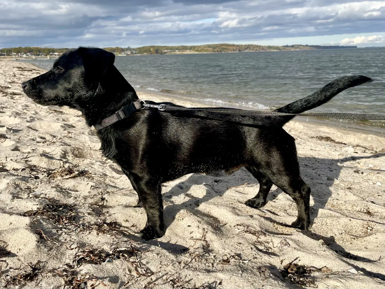 Billede 2 - Gravhund / dansk svensk gårdhund 