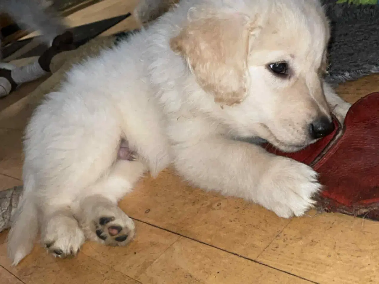 Billede 13 - Golden Doodle & Alaskan Malamute Hvalpe