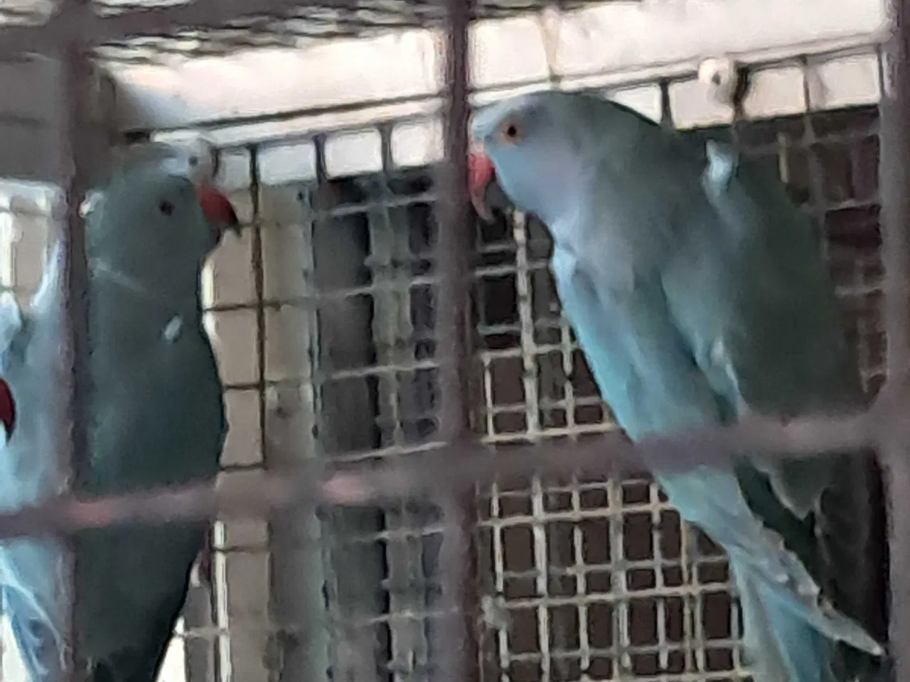 Billede 2 - Alexanderparakitter