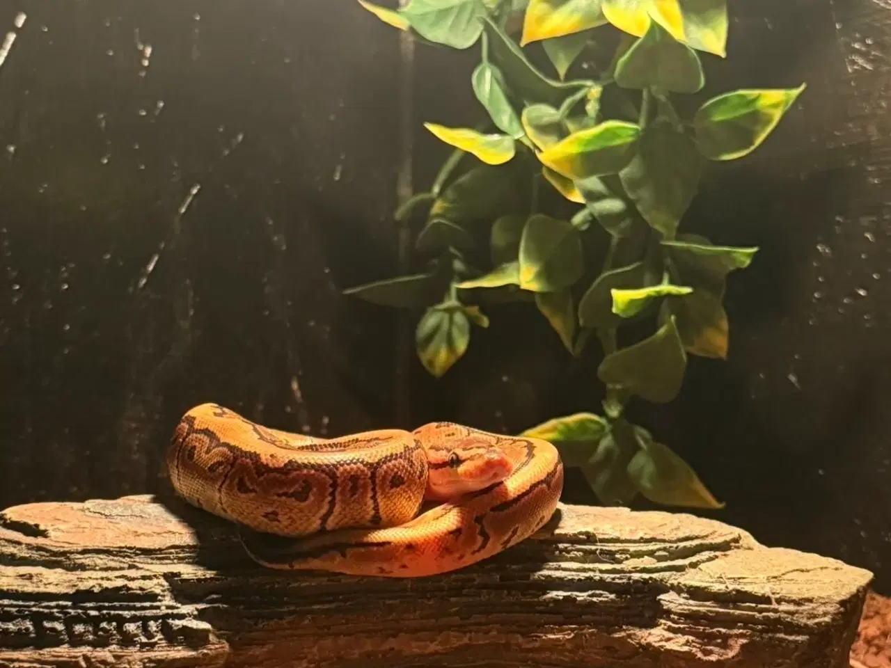 Billede 3 - Kongepython unge (pinstripe)