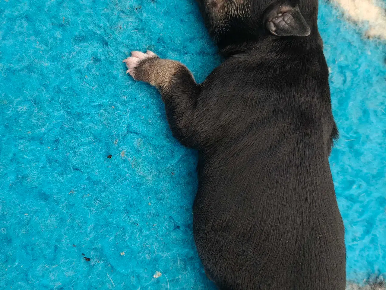 Billede 7 - American Bully 