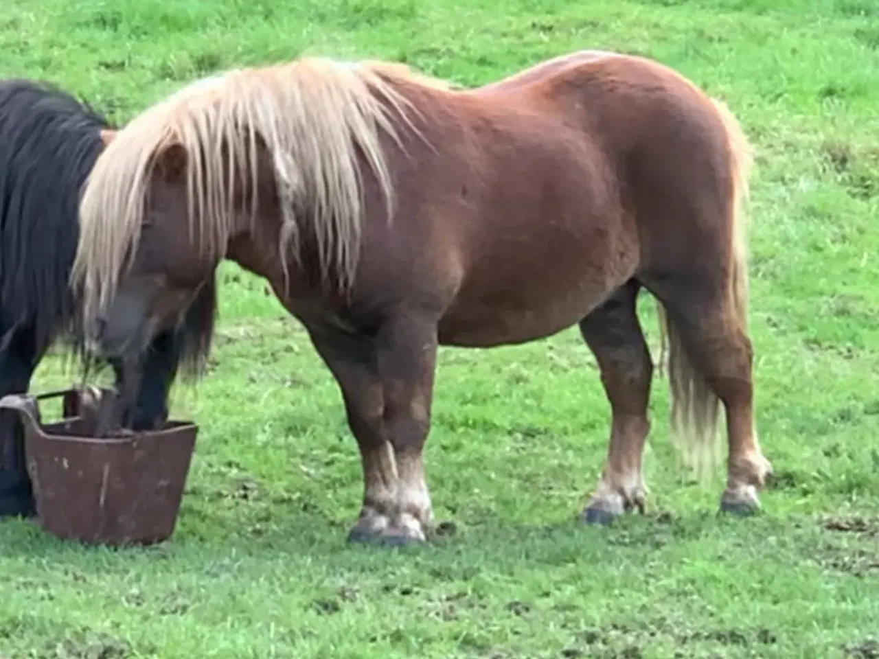 Billede 2 - Kåret hingst sælges