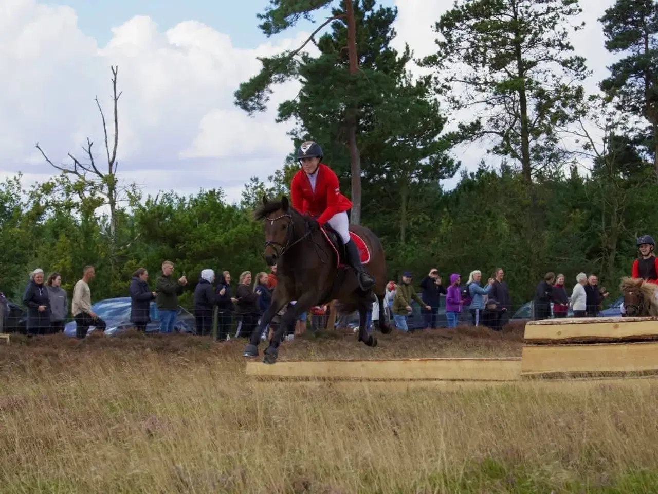 Billede 15 - New Forest 