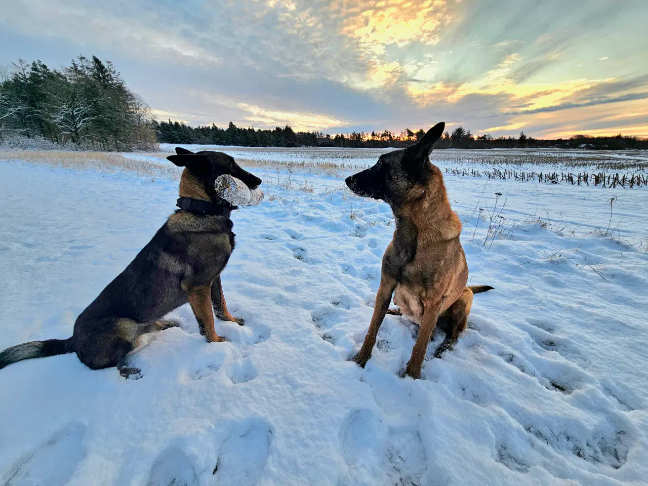 Billede 17 - Belgisk Malinois - Hvalpe - med stamtavle